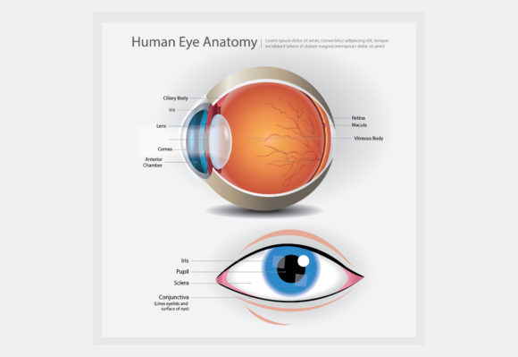 Human Eye Anatomy Vector Graphics and Icons Review